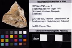 Foto (Objket + Etiketten) von Galatheithes zitteli (von Meyer, 1851) 